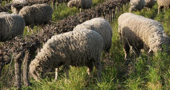 Domestic sheeps ( merinos d Arles), grazing in the vineyards, Occitanie, France