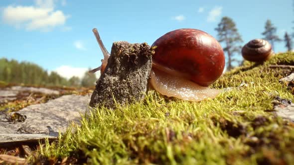 Snail Slowly Creeping Along on Green Moss