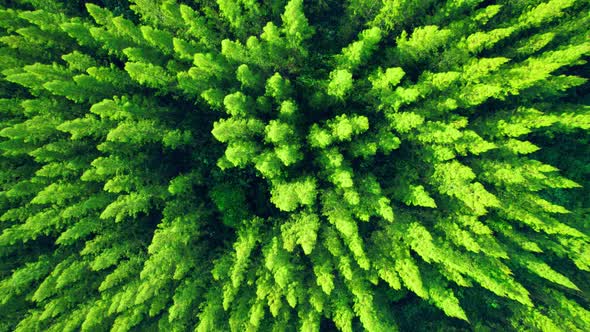 Drone flying over a beautiful pine tree