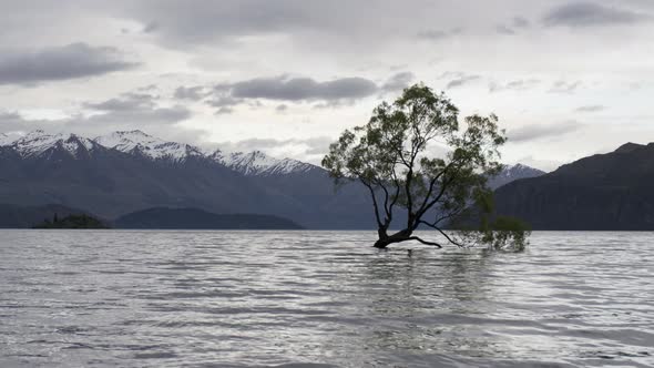Timelapse Wanaka tree during cloudy
