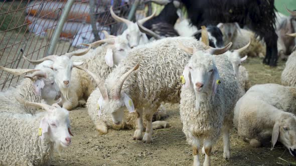 White Goat At The Animal Market. To Be Sold For Eid Al Adha