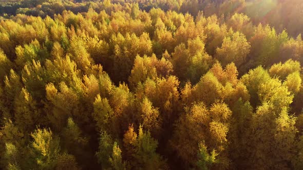 Colorful Autumn Forest Wood