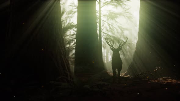 Beautiful Deer in the Forest with Amazing Lights at Morning