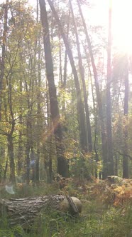 Vertical Video of Trees in the Forest in Autumn