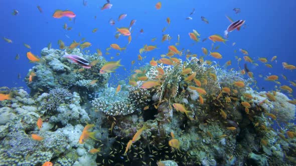 Sea Coral Reef