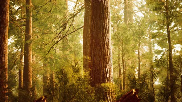 Giant Sequoias in Redwood Forest