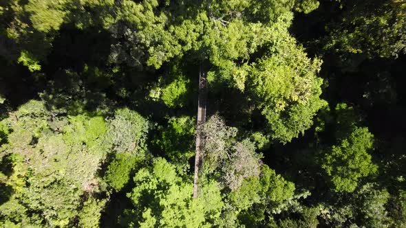 Zoom out of a hanging bridge in a tropical forest, Osa Peninsula Costa Rica