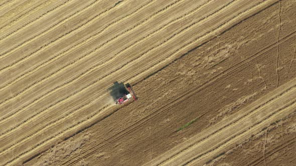 Combine Harvester Collect Wheat Grain In A Agricultural Yellow Field Aerial View