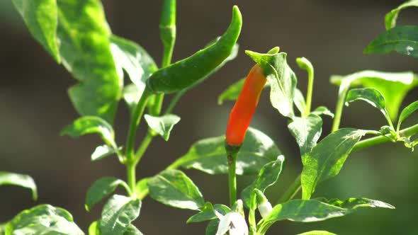 Hand Picking Chili Pepper