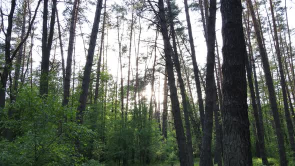 Summer Forest with Pine Trees Slow Motion