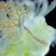 Worm Polychaeta of the Family Terebellidae Under the Microscope Has Dichotomous Branchials That Look - VideoHive Item for Sale
