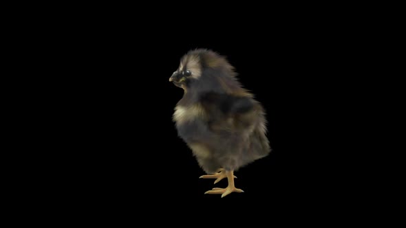 13 Baby Chicks Dancing HD