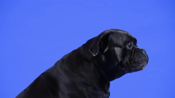 Cane Corso Poses in the Studio on a Blue Background