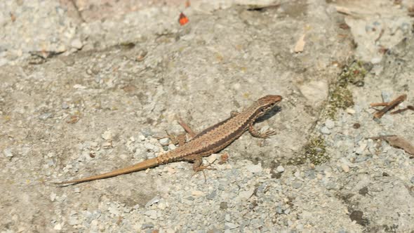 Common wall lizard crawling on stones in the morning