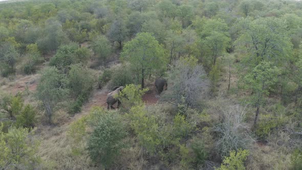 Aerial View of Elephants walk in the savana, Balule Nature Reserve, Maruleng NU.