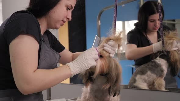 Female Groomer Doing Haircut Yorkshire Terrier on Table in the Salon for Dogs