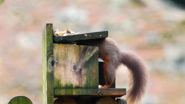 Red squirrel visiting feeding box in a garden in Cumbria
