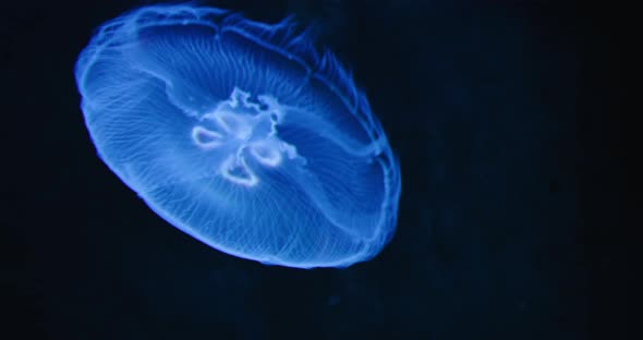 Moon Jellyfish Medusa Saucer Jelly Floating in the Dark Aquarium