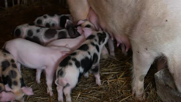 Little pigs are eating - milk, mum swine cares about children