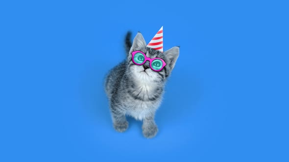 Grey Kitten with Party Glasses and Cone Sits on Light Blue