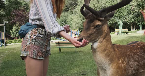 Woman Handfeeding Deer at Family Petting Zoo