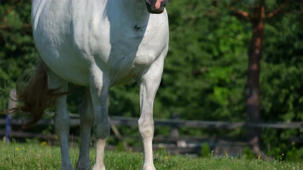 Beautiful White Horse on a Green Lawn