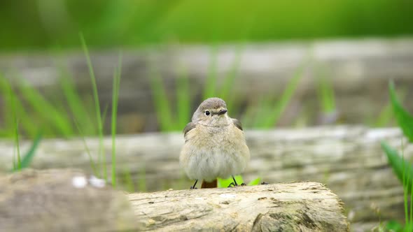 Black Redstart