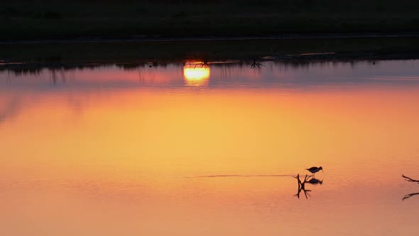 Pied stilt walking across shallow water hunting and feeding at sunset, Tracking