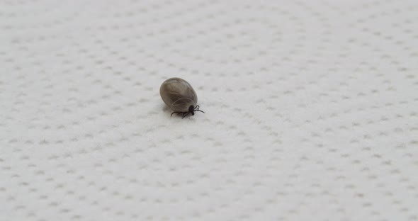 Closeup shot of big large tick, moving its arms and legs, dissease and infection concept.