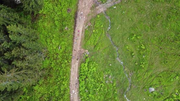 Tourists go trekking in the forest