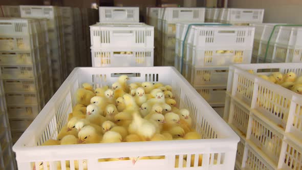 Poultry and Chicken Breeding. Little Chickens in Containers for Transportation. Industrial Breeding