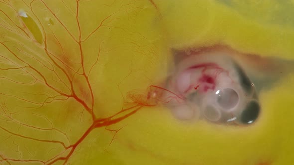 Heartbeat and Blood Flow Through the Vessels of a Chicken or Quail Embryo in an Egg