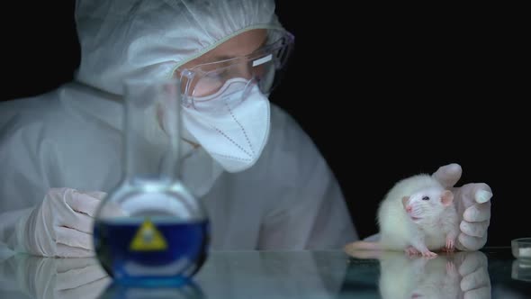 Scientist Studying Rat Reaction After Poisoning, Antidote Development, Toxin