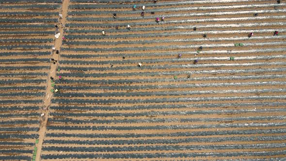 Aerial View of Field in Pepper