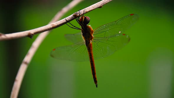 Close up of a red-veined darter or nomad dragonfly (Sympetrum fonscolombii) resting on a branch on a