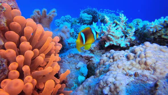 Red Sea Clownfish