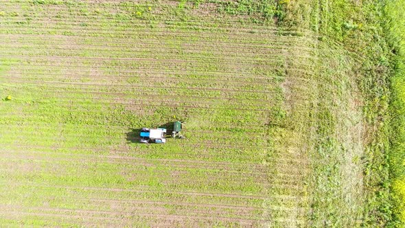 The Tractor Produces the Harvest on The Mustard Field. Aerial Photography from The Drone.