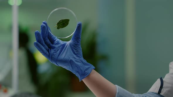 Closeup of Biologist Scientist Holding in Hands Petri Dish with Green Leaf
