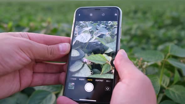 Agribusiness  a Smartphone in the Hands of a Farmer After the Growth of Soybeans