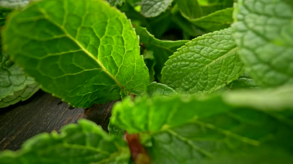 Mint Foliage on Wooden Table for Preparing Tea. Camera Moving Backwards Showing Fragrant Green Plant