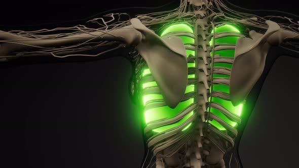 Human Lungs Radiology Exam alt