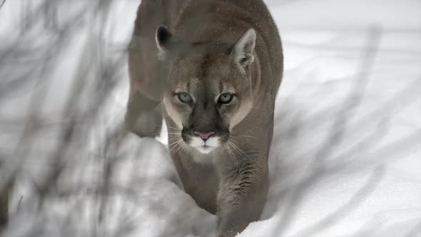 Portrait of a Cougar Mountain Lion Puma in Winter Mountains During Heavy Snowfall at Winter