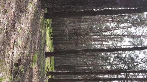 Vertical Video of Beautiful Forest Landscape Aerial View