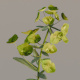 Euphorbia Saratoi (spurge). - 3DOcean Item for Sale