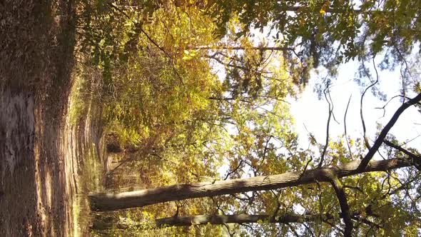 Vertical Video of a Forest with Many Trees in Autumn