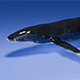 Humpback Whale 3d Model - 3DOcean Item for Sale