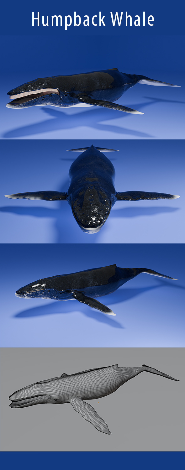 Humpback Whale 3d Model