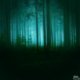 Night Forest 3