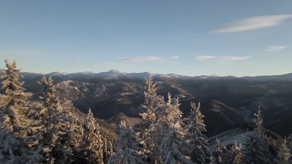 Drone Flying Between Pines Into Mountain Valley at Sunrise