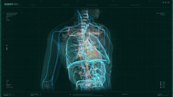 Analysis Of Human Skeleton With Organs In Anatomical Biology Research Software alt